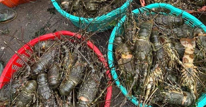 Cả trăm tấn tôm hùm, cá nuôi ở Phú Yên chết bất thường