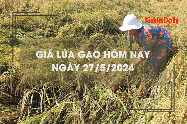 Giá lúa gạo hôm nay 27/5/2024: giá gạo tiếp tục giảm nhẹ