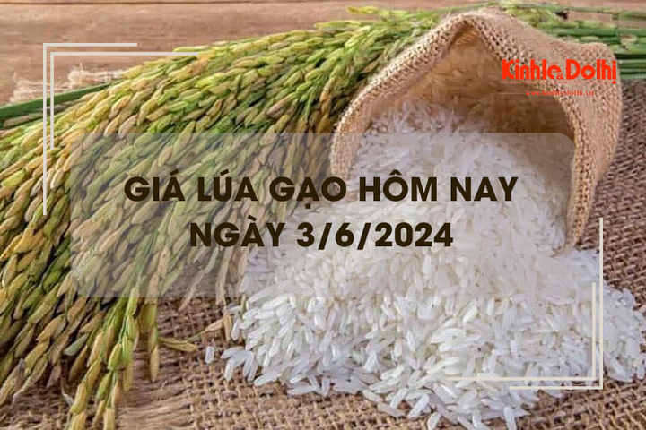 Giá lúa gạo hôm nay 3/6/2024: thị trường ổn định, giao dịch chậm