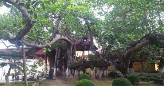 Độc đáo cây cổ thụ hơn 300 tuổi có tới 13 gốc, tán rộng bao trùm cả nghìn mét vuông