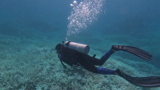 Vườn quốc gia thuộc tỉnh sắp lên TP trực thuộc Trung ương tạm dừng hoạt động bơi lội, lặn ngắm san hô tại một loạt địa điểm