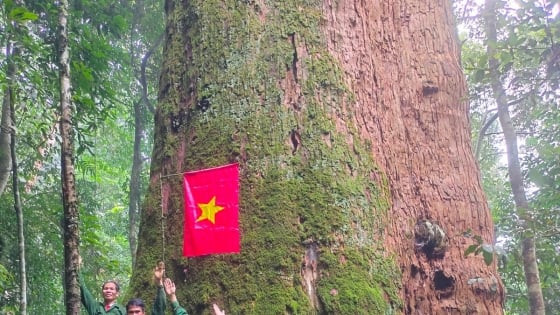 Loại gỗ 'thần mộc' 2.000 năm tuổi nguy cấp, quý hiếm được công nhận là Cây di sản Việt Nam