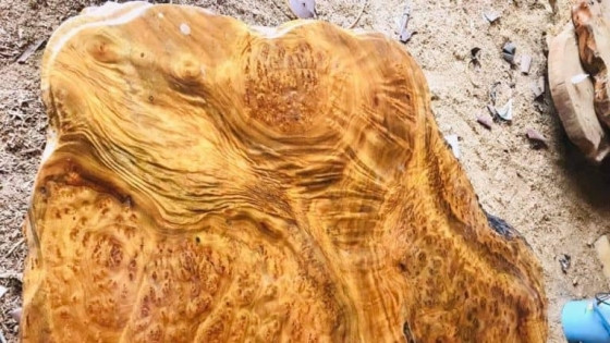 Loại gỗ 'kỳ mộc' quý hiếm như vàng ròng giá lên đến cả tỷ đồng ở Việt Nam