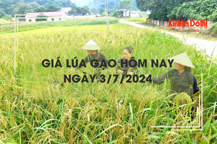 Giá lúa gạo hôm nay 3/7/2024: giá gạo giảm nhẹ