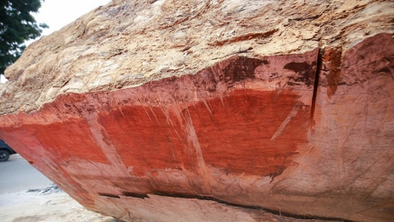 Loại gỗ quý hiếm tuổi thọ 5.000 năm được rao bán hơn 10 tỷ đồng tại Việt Nam