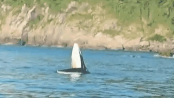 Phát hiện cá voi khổng lồ xuất hiện, há miệng săn mồi tại vùng biển Phú Yên