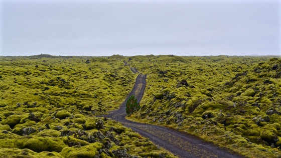 Dòng nham thạch phủ đầy rêu xanh 56km2 độc nhất vô nhị được 'kiến tạo' từ vụ phun trào núi lửa